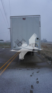 Rear view of a 2020 Wabash dry van trailer showing back doors with a white bird graphic overlay on silver corrugated aluminum. Visible: trailer ID 0004 and vertical rivets.