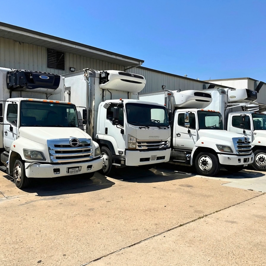 Lineup of white Isuzu refrigerated trucks parked outside a building; front grill badges visible; no legible model text