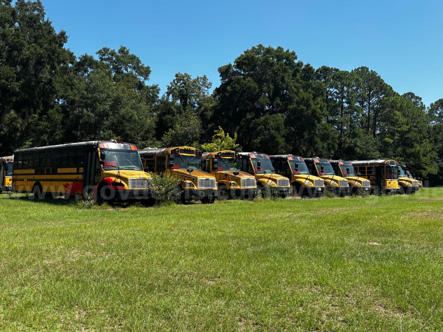 Line of used yellow school buses parked on grass with trees in the background.