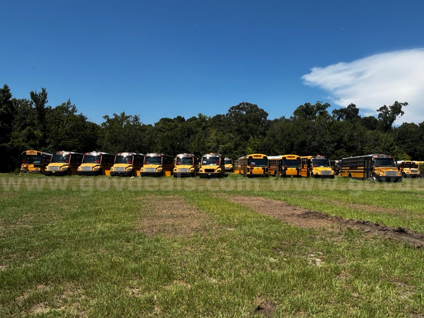 Line of yellow school buses parked in a field with trees and blue sky in the background.