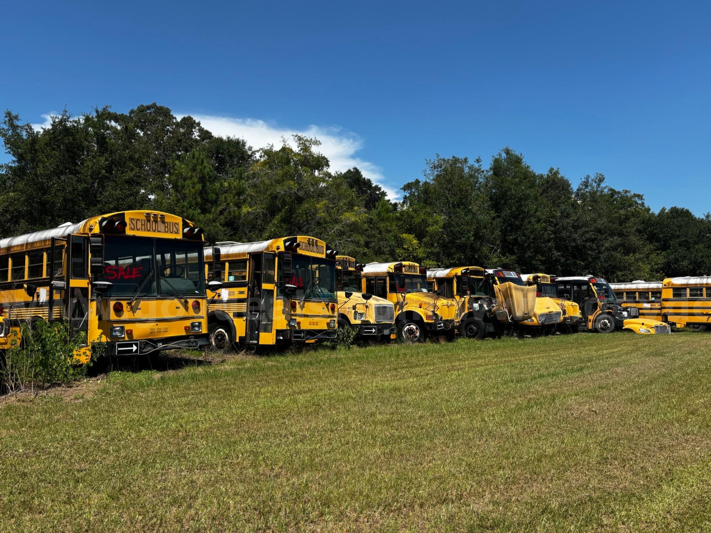 Yellow school buses parked in a lot, row of used buses with blue sky and trees in background.
